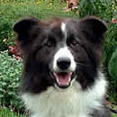 Paddington Bear was adopted in August, 2005